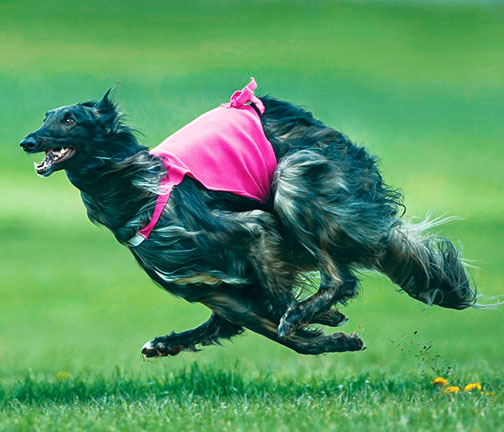 Top AKC Lure Courser 2024